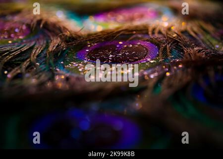 Beautiful glitter powder on peacock, bird feathers abstract pattern, texture background. Glowing soft focus bokeh light effect. Colorful image. Stock Photo