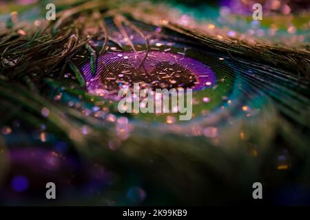 Beautiful glitter powder on peacock, bird feathers abstract pattern, texture background. Glowing soft focus bokeh light effect. Colorful image. Stock Photo