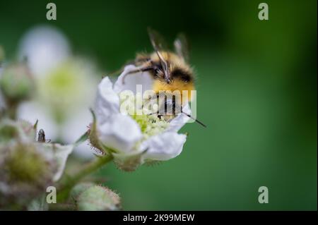 A closeup of Bombus distinguendus, the great yellow bumblebee on a flower. Stock Photo
