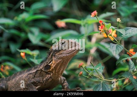 Eastern water dragon and beautiful flowers Cairns Queensland, Australia Stock Photo