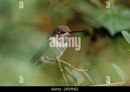A shallow focus shot of Anna's hummingbird sitting on thin twig Stock Photo
