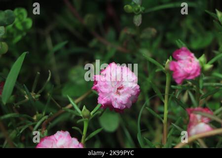 many flowers portulaca grandiflora Stock Photo