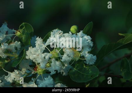 White Crepe Myrtle in Bloom Stock Photo