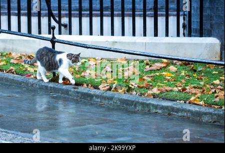 Larry, 10, Downing Street's cat walking along the pavement