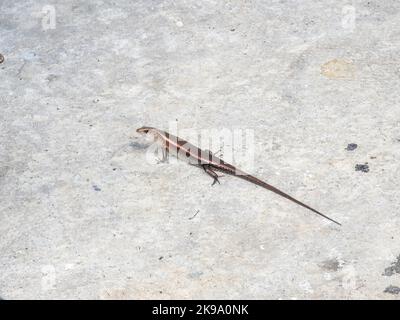 Small Lizard on the stone Stock Photo