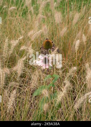 Two weathered flowers in autumn between a pile of dry grass and a sparkle of green in between Stock Photo