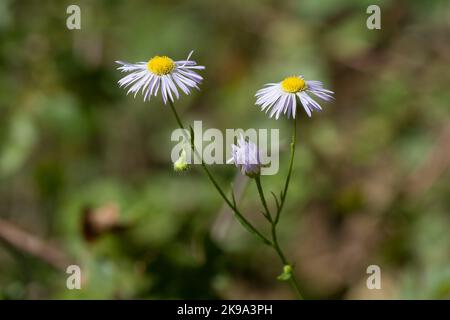 Flowerheads of Annual fleabane, white to pale lavender with yellow centers Stock Photo
