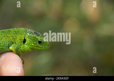 green lizard sitting on a hand caught in a park in Ukraine Stock Photo