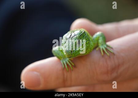 green lizard sitting on a hand caught in a park in Ukraine Stock Photo