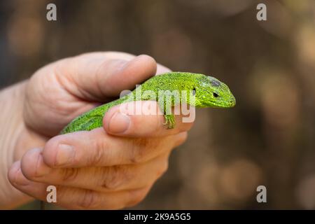 green lizard sitting on a hand caught in a park in Ukraine Stock Photo