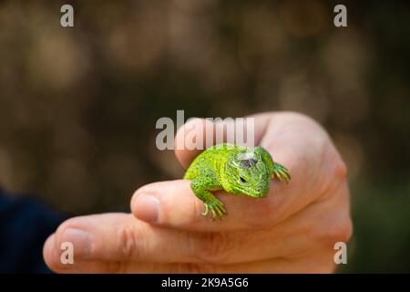 green lizard sitting on a hand caught in a park in Ukraine Stock Photo