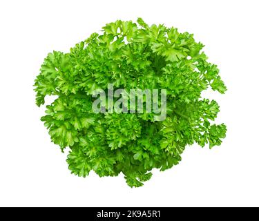 Bunch of fresh curly parsley, isolated, from above. Curly leaf parsley, with bright green crinkled leaves, used as a garnish. Petroselinum crispum. Stock Photo