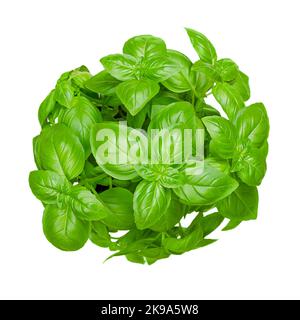 Bunch of fresh sweet basil, isolated, from above. Also known as great or Genovese basil, Ocimum basilicum, a culinary herb in the mint family Lamiacea. Stock Photo