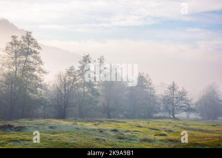 mountainous countryside on a foggy morning. beautiful autumn nature scenery at sunrise. row of deciduous trees behind the grassy meadow in mist. majes Stock Photo