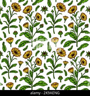 Hand drawn calendula seamless pattern. Vector illustration in colored sketch style. Botany background with summer flowers Stock Vector