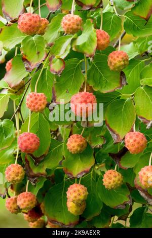Fruits hanging on branches, Chinese Dogwood, Cornus kousa 'Milky Way' Stock Photo