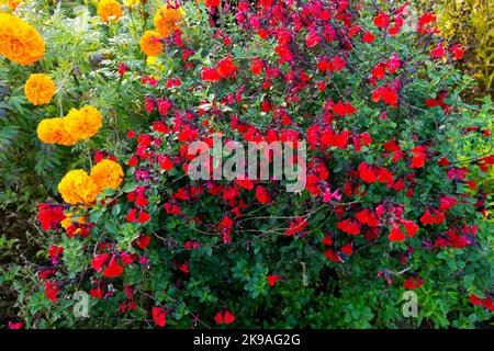 Marigolds, Salvias Tagetes, Salvia microphylla 'Royal Bumble', Flower bed, Border, Garden, Plants Red Salvia Stock Photo