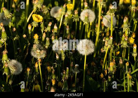 White and fluffy, round balls of Dandelion seeds on a late spring evening in Estonia, Northern Europe. Stock Photo