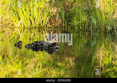 Female Common goldeneye duck swimming with small chicks on a little lake during sunset in Estonia. Stock Photo