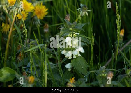 A flowering White nettle, Lamium album growing on a lush grassland on a spring day in Estonia, Northern Europe Stock Photo