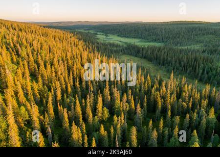 Hillside covered with taiga forest during a summery sunset in Riisitunturi National Park, Northern Finland Stock Photo