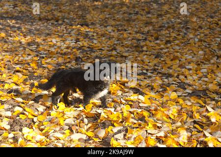 black dog in autumn forest. Happy adult black mixed breed lap-dog standing on yellow leaves Stock Photo