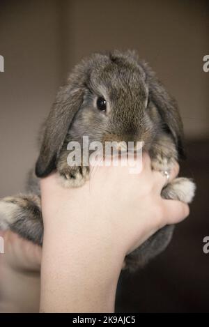 Portrait of a decorative domestic bunny or rabbit in gray, ash