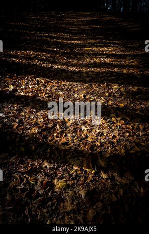 Sun light beaming through an oak tree woodland setting with their ...