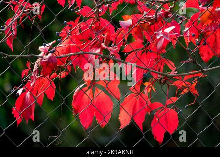 Virginia Woodbine Autumn Parthenocissus quinquefolia, Virginia Creeper, Red Leaves Climber plant on wire Five-Finger Ivy Stock Photo