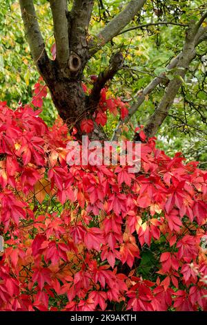 Five-Finger Ivy, Virginia Creeper, Five-Leaved Ivy, Virginia Woodbine, Red, Climbing, Plants, Climber plant on wire Autumn Climber in an orchard plot Stock Photo