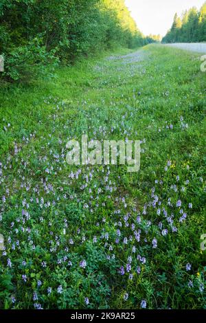 Flowering Heath-spotted orchids, Dactylorhiza maculata on a summer morning by a road in Northern Finland Stock Photo