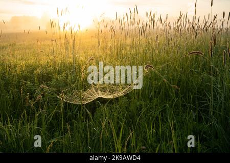 A spider web on a summery misty meadow during a sunrise. Shot in Estonia, Northern Europe. Stock Photo