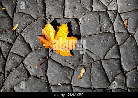 Yellow maple leaf on cracked road. Stock Photo