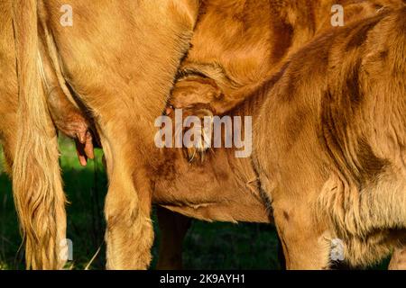 Sunlit brown cow & 2 small newborn calves standing in farm field (hungry thirsty twin youngsters, mother's milk, close-up) - Yorkshire, England, UK. Stock Photo