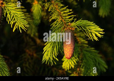 Fresh Spruce cone on a spring evening in Estonian boreal forest Stock Photo