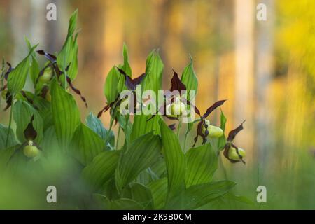 Blooming Lady's-slipper orchid in Estonian boreal forest during an early summer morning Stock Photo