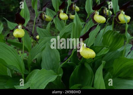 Blooming Lady's-slipper orchid in Estonian boreal forest during an early summer morning Stock Photo