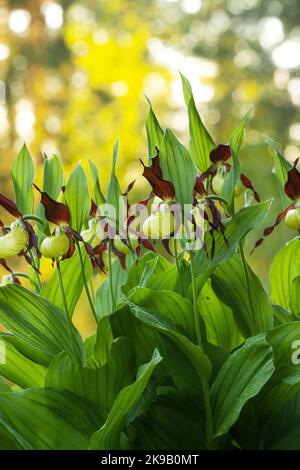 Blooming Lady's-slipper orchid in Estonian boreal forest during an early summer morning Stock Photo