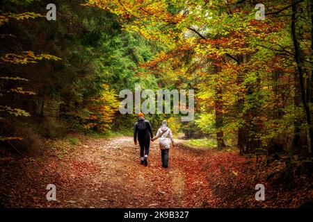 Hiking couple walking in autumn forest with colorful trees Stock Photo