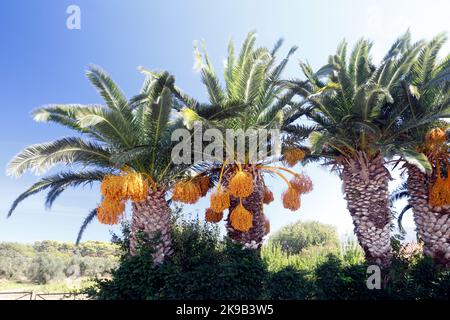 Phoenix dactylifera - Date palms with large bunches of ripeniing dates, roadside. Molyvos,,Lesbos island, Northern Aegean, Greece. 2022 Stock Photo