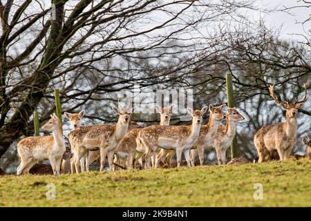 Large herd of Fallow Deer Hinds or Does and two Stags stood on a grassy mound staring at the camera in the grounds of Ripley Castle, North Yorkshire, Stock Photo