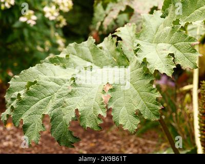 Close up of the large green leaf of the deciduous herbaceous perennial garden plant Gunnera tinctoria. Stock Photo
