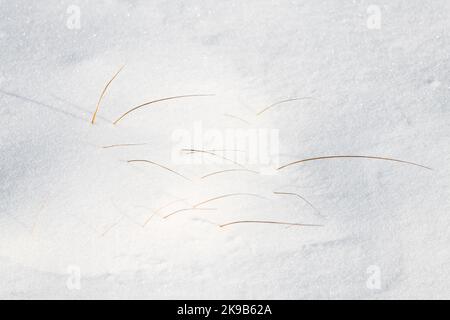 A delicate blanket of fresh snow in winter with fine blades of grass coming from under in the late afternoon sunshine. Stock Photo