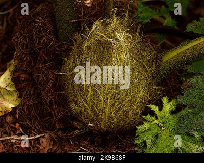 Illustration of the growth at the base of the herbaceous perennial garden plant Gunnera tinctoria. Stock Photo