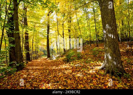 Beautiful forest with colorful autumn leaves in national park in Canada Stock Photo