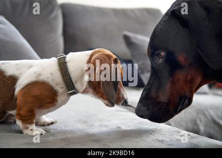 Close-up of doberman pinscher and miniature dachshund puppy dogs facing each other nose to nose Stock Photo
