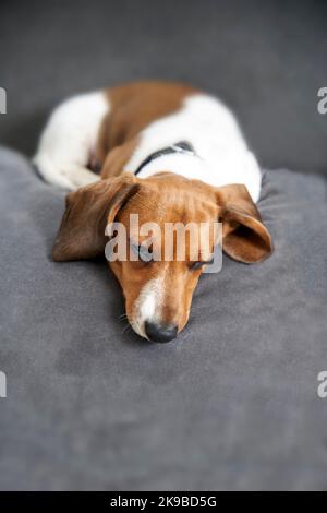 Photograph of a puppy miniature Piebald Dachshund dog lying on sofa falling asleep Stock Photo