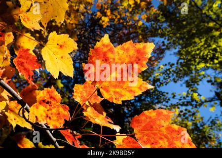 Beautiful red and yellow maple leaves in autumn in a national park Stock Photo