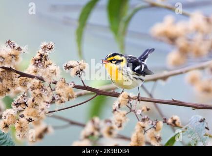 Oranjekeelzanger overwinterend in Ecuador; Blackburnian Warbler wintering in Ecuador Stock Photo