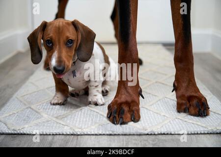 Miniature Dachshund dog standing between legs of large doberman looking at camera with tongue hanging out Stock Photo